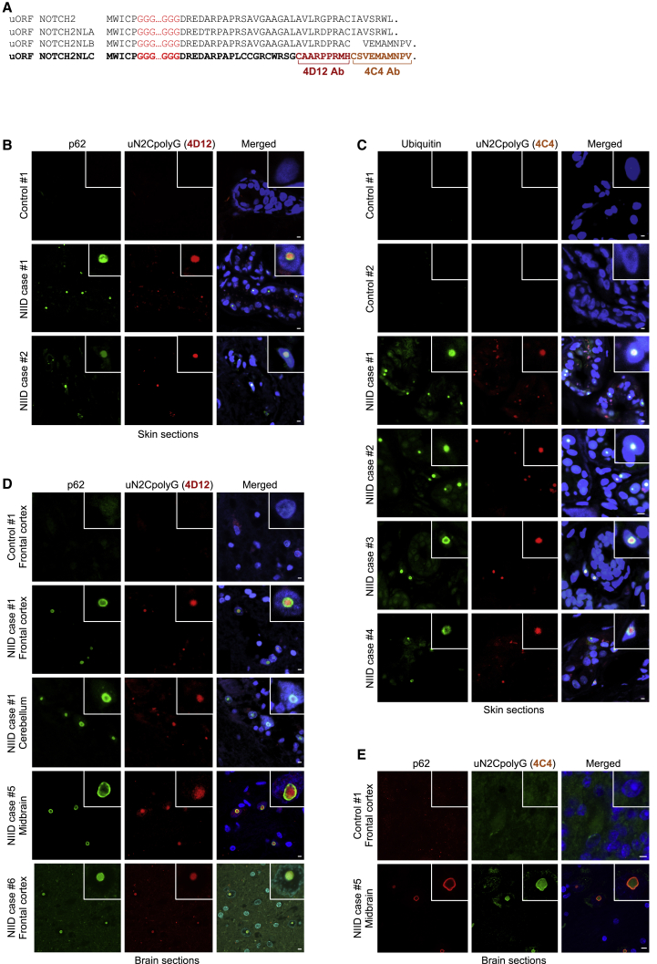 Figure 2