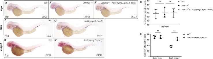 Figure 4—figure supplement 2.