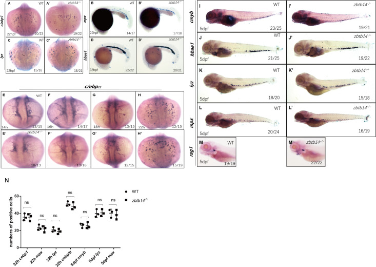 Figure 2—figure supplement 1.