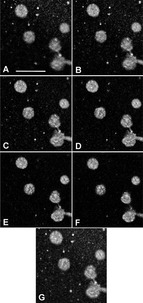 Fig 7.