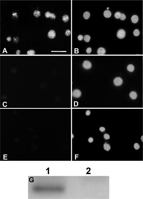 Fig 6.