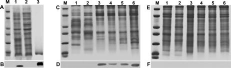 Fig 5.