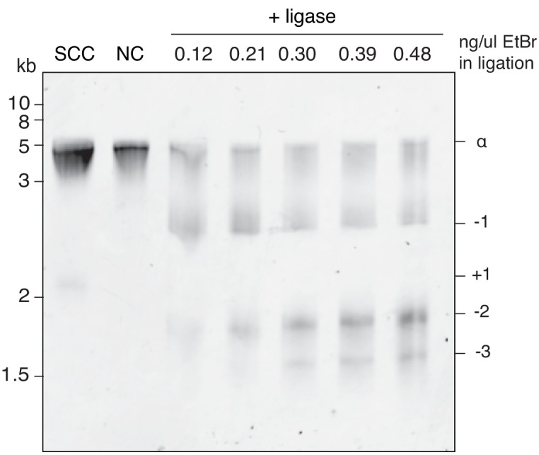 Figure 7—figure supplement 1.