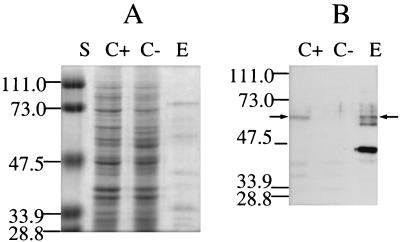 FIG. 1