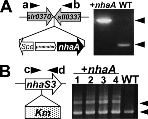 FIGURE 1.