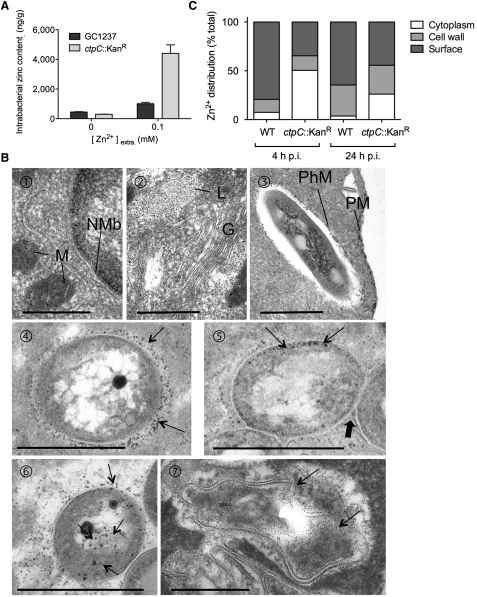 Figure 4