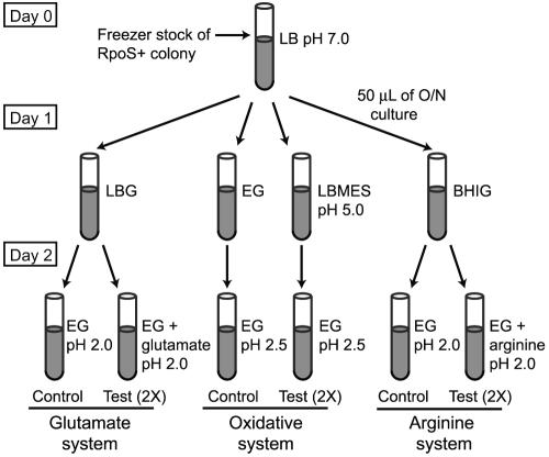 FIG. 1.