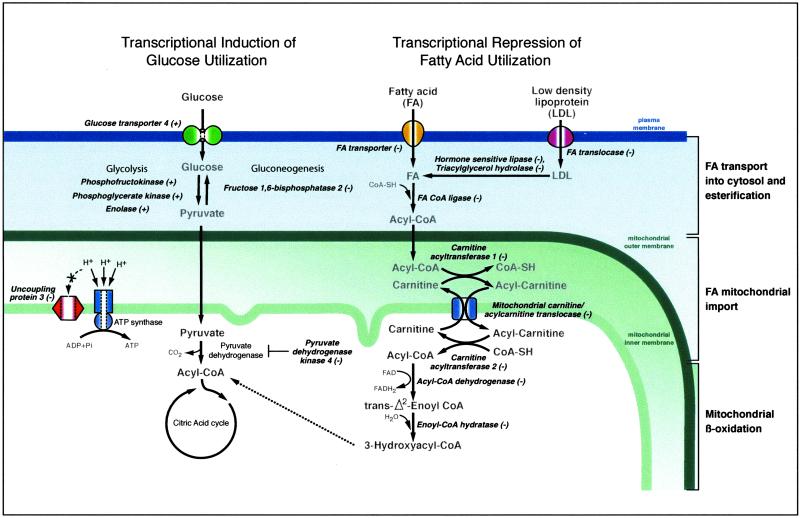 Fig 3.