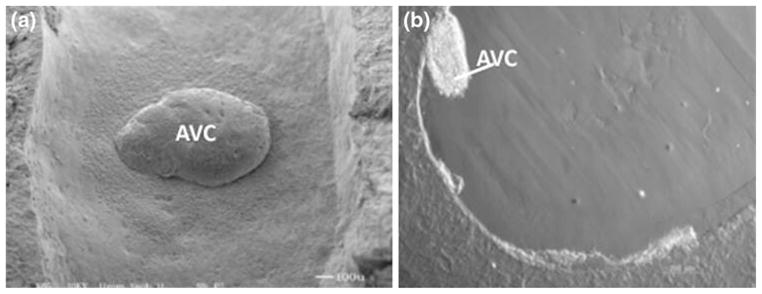 FIGURE 2