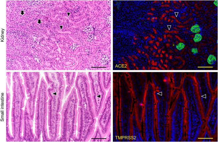 FIGURE 3