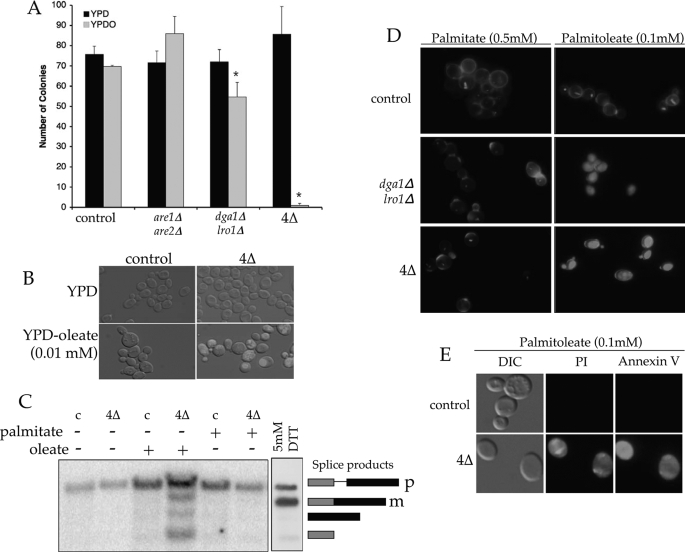 FIGURE 4.