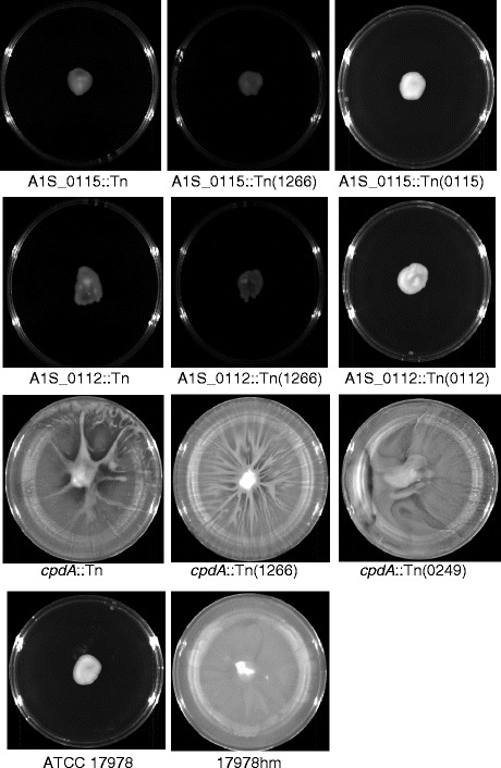 Fig. 6