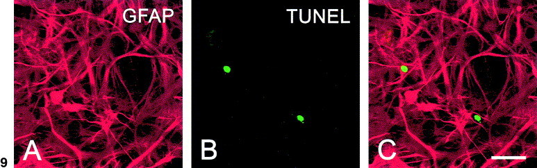 Fig. 9