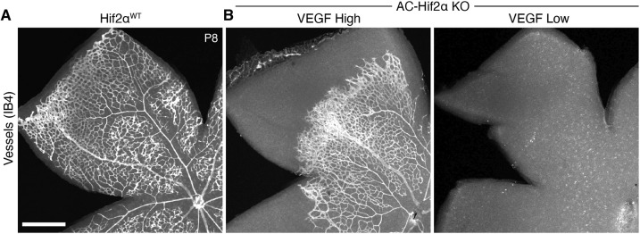 Fig. 8.