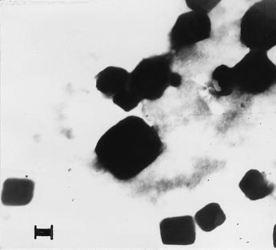 FIG. 1