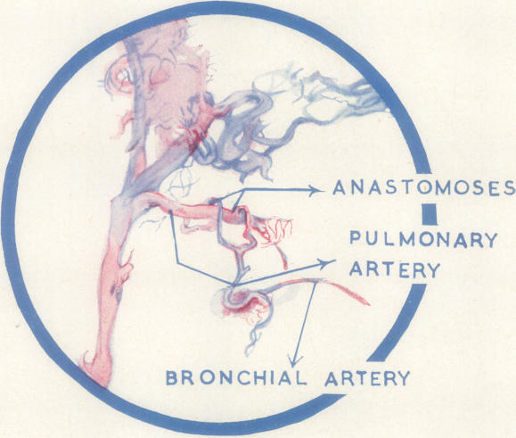 graphic file with name thorax00023-0073-b.jpg