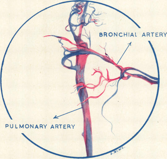 graphic file with name thorax00023-0072-b.jpg