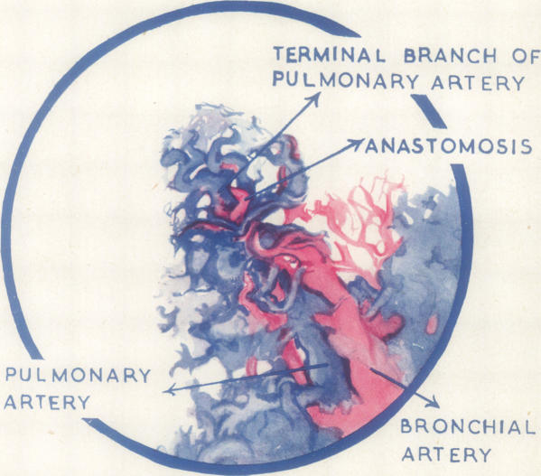 graphic file with name thorax00023-0069-b.jpg