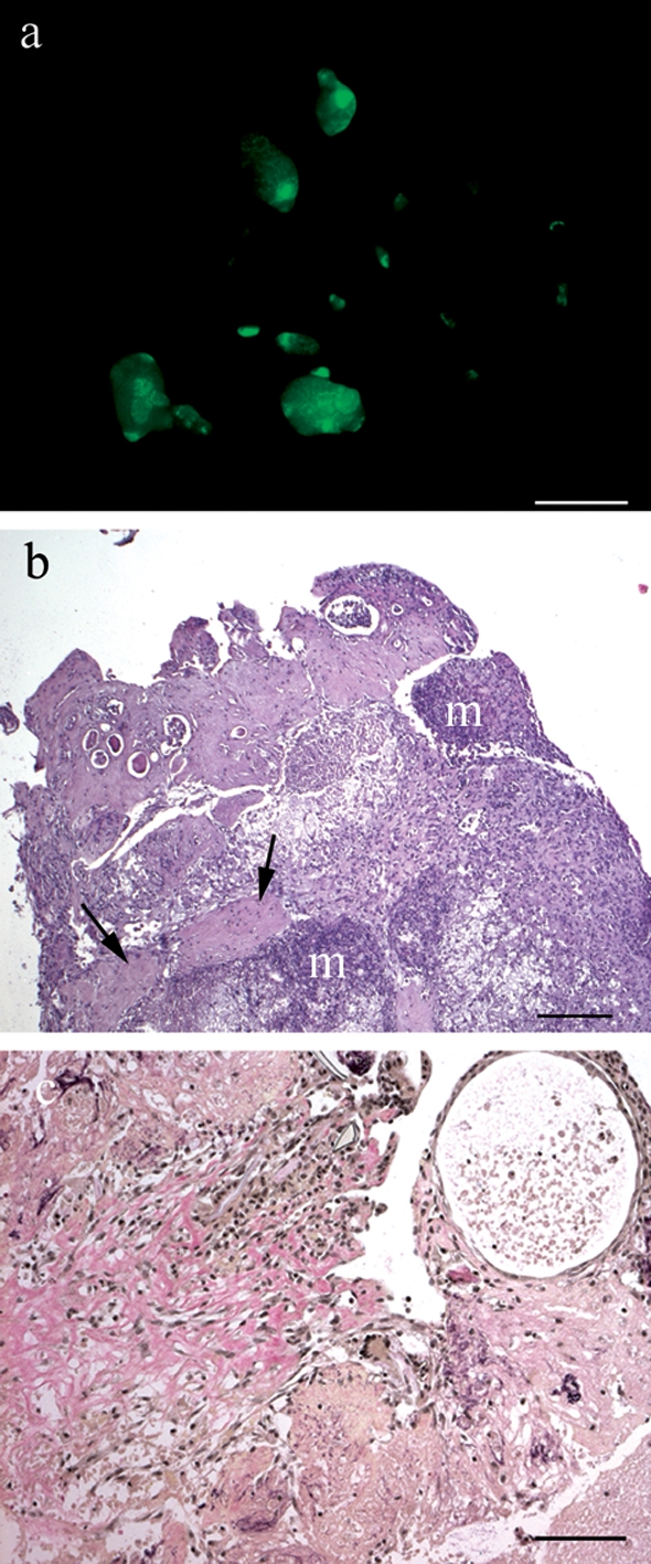 Figure 6: