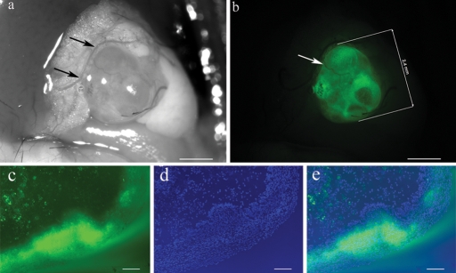 Figure 2: