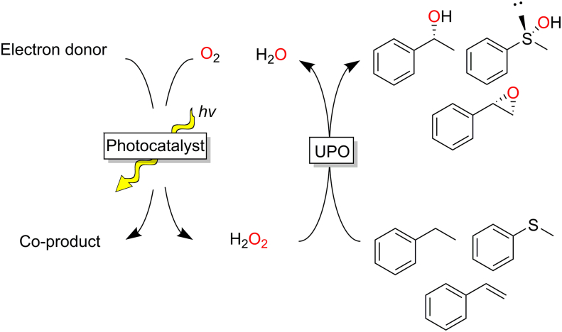 Fig. 14