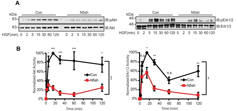 FIGURE 5: