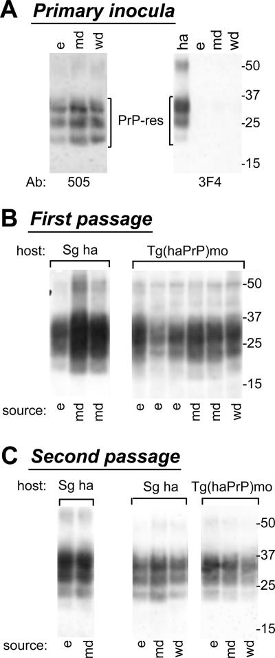 FIG. 4.