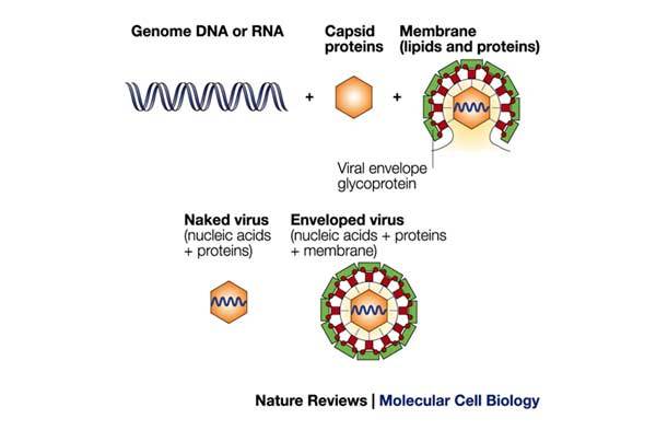Box 2 | Introduction to viruses