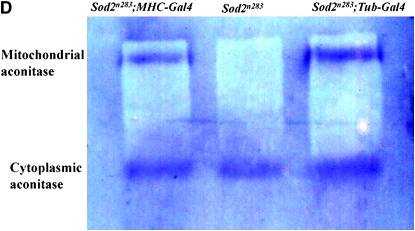 Figure 4.—