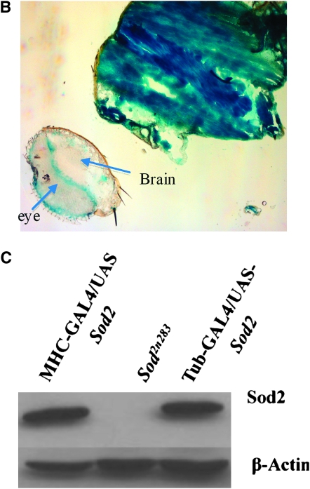 Figure 4.—