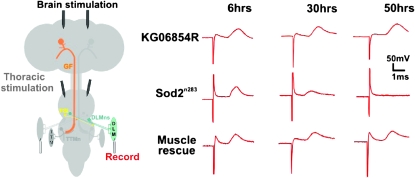 Figure 3.—