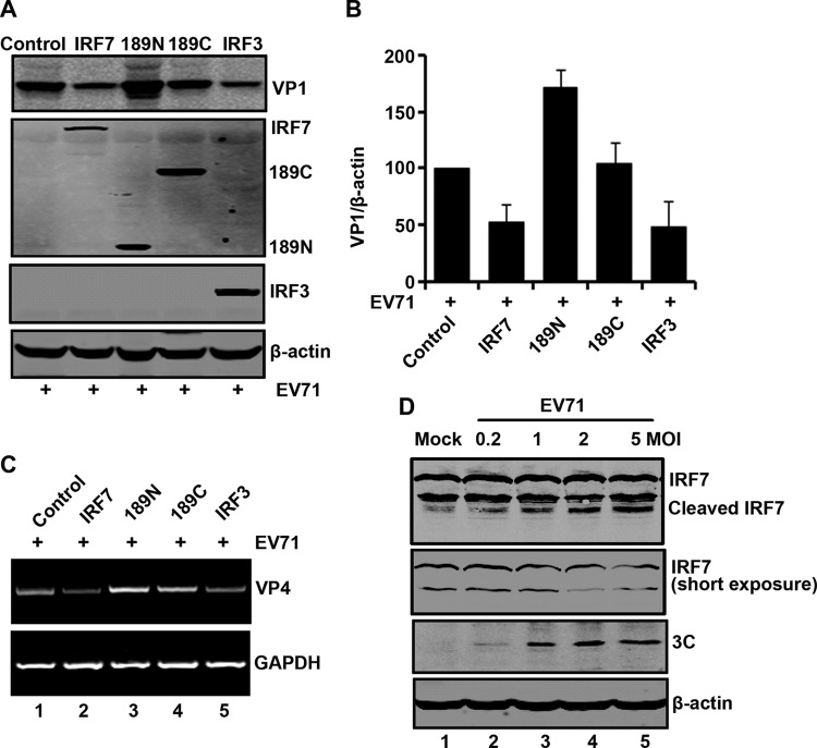 Fig 10