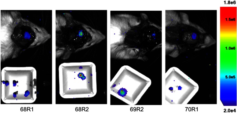 Fig. 4