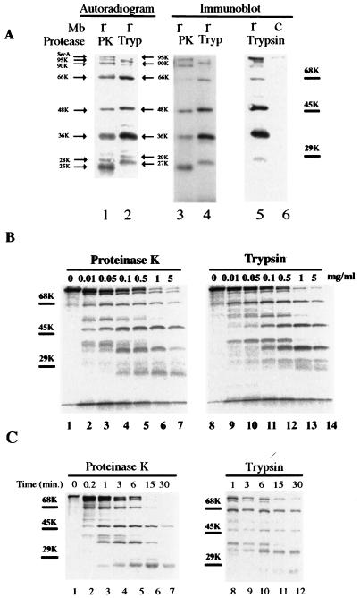 FIG. 1