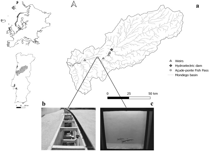 Fig. 1