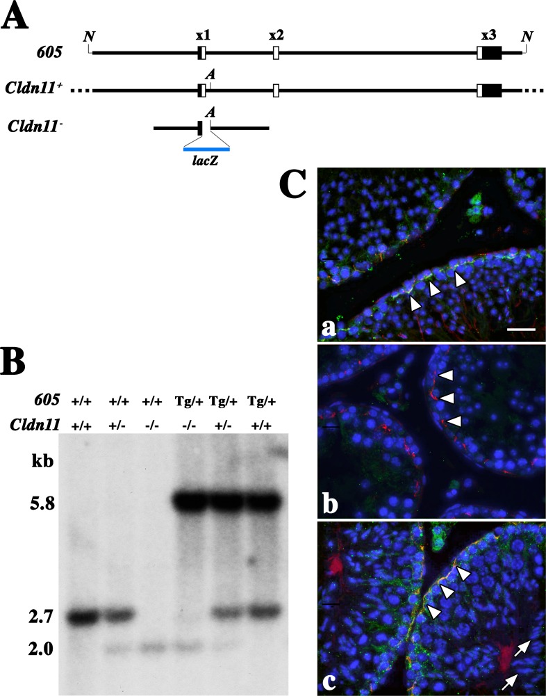 FIG. 1