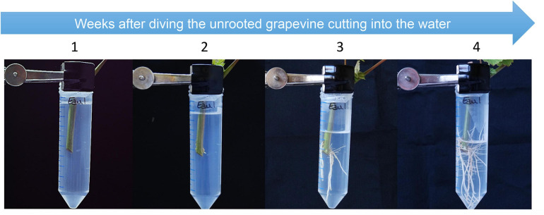 FIGURE 3