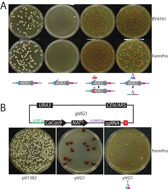 FIG 4 