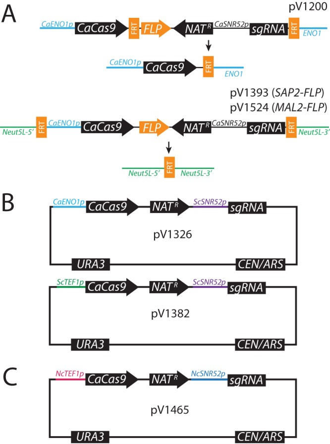 FIG 1 