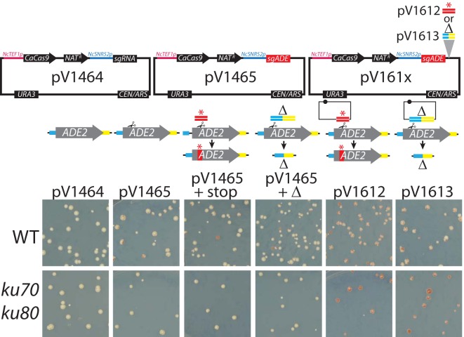 FIG 6 