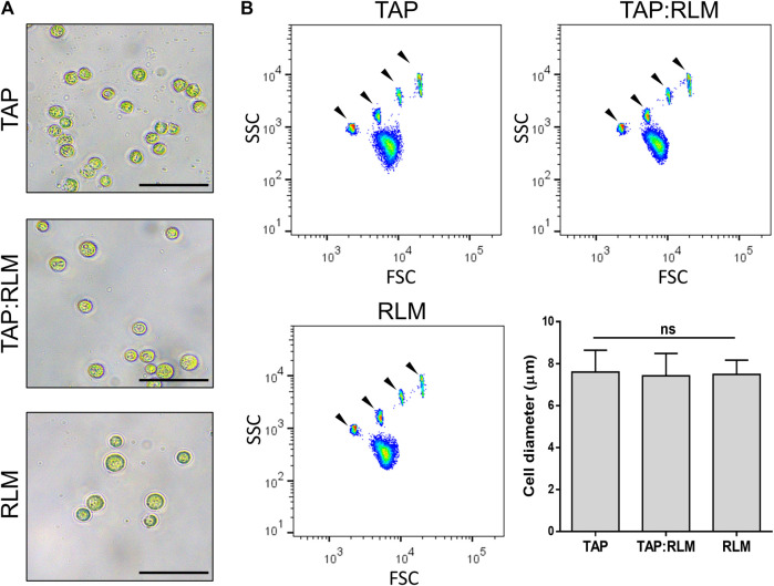 FIGURE 2