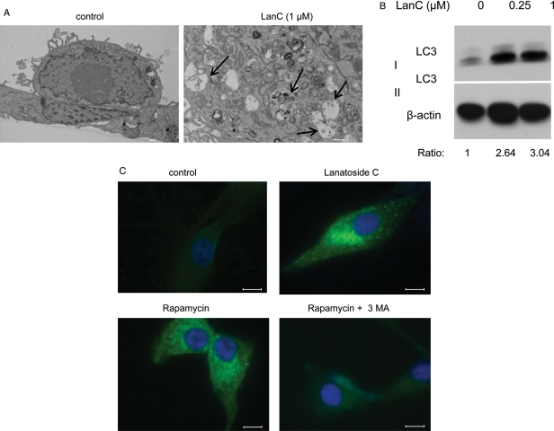 Fig. 6.