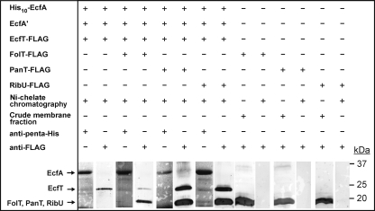 FIG. 5.