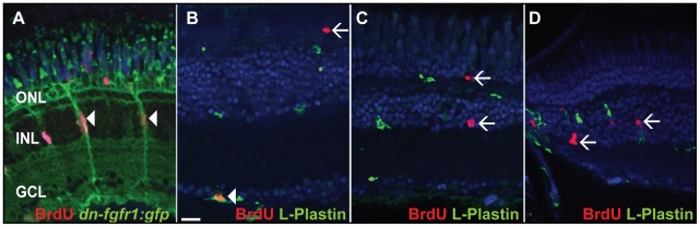 Figure 9