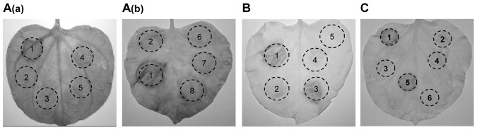 Figure 5