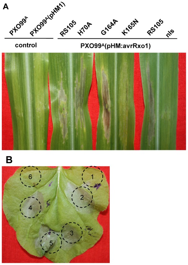 Figure 6