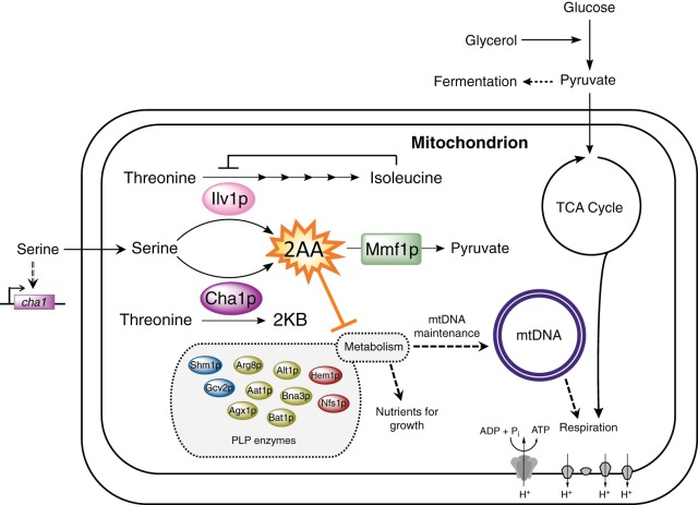 FIG 6 