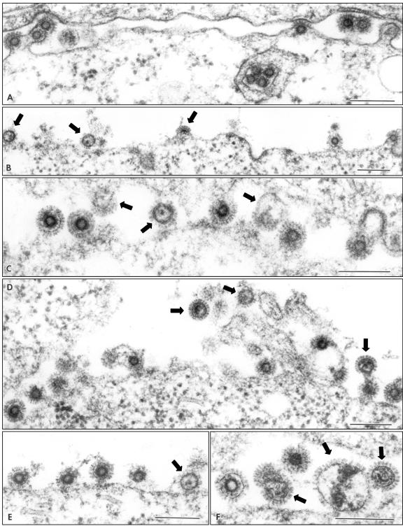 FIG. 5.