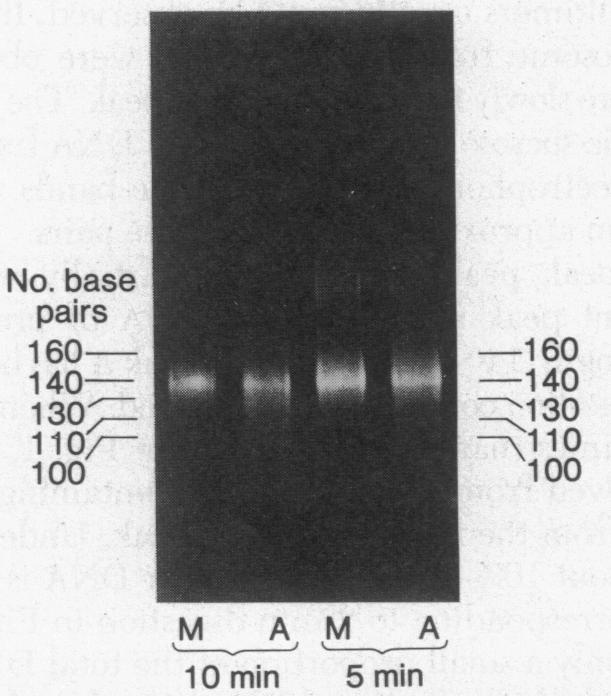 graphic file with name pnas00015-0080-a.jpg