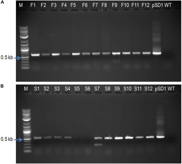 FIGURE 3